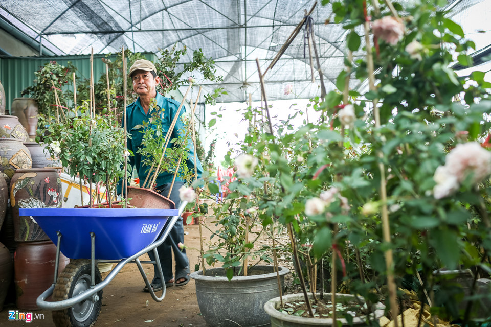 Hoa hồng Sa Đéc cháy hàng trước Tết